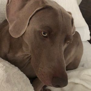 Meet your Posher, Arlene